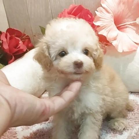 ティーカッププードルの写真2