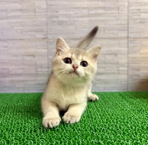 ブリティッシュショートヘア