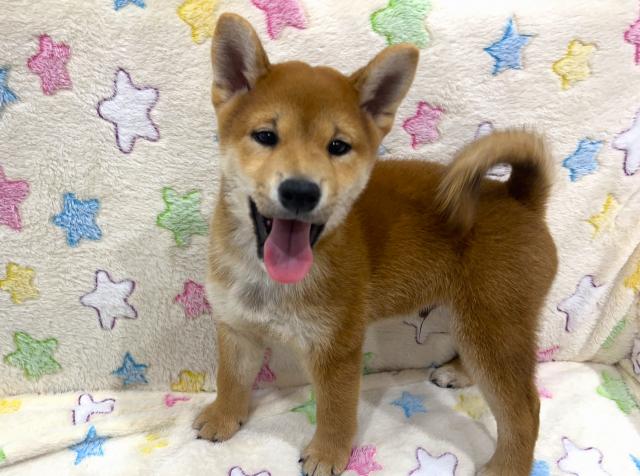 柴犬の写真6