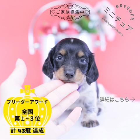 ミニチュアダックスフンド　ロング