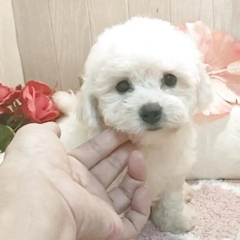 ビションフリーゼの写真2