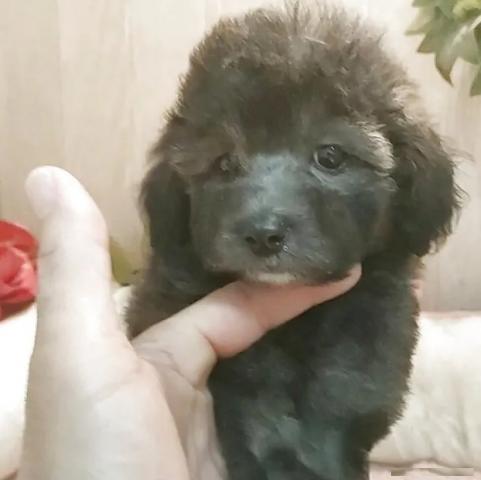 ティーカッププードルの写真2