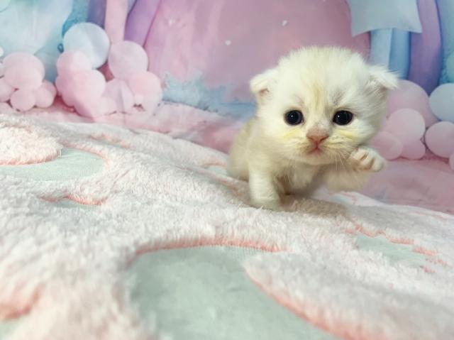 スコティッシュフォールドの写真4