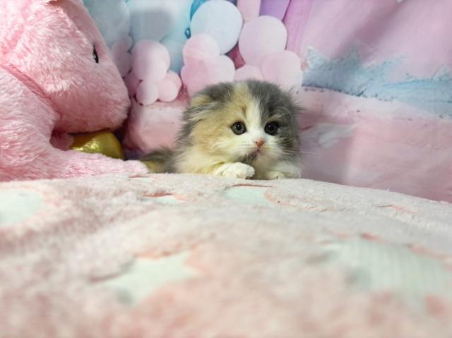 スコティッシュフォールドの写真2