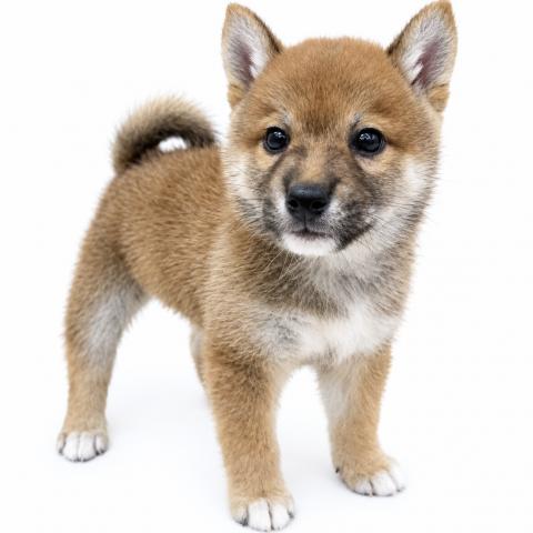 柴犬