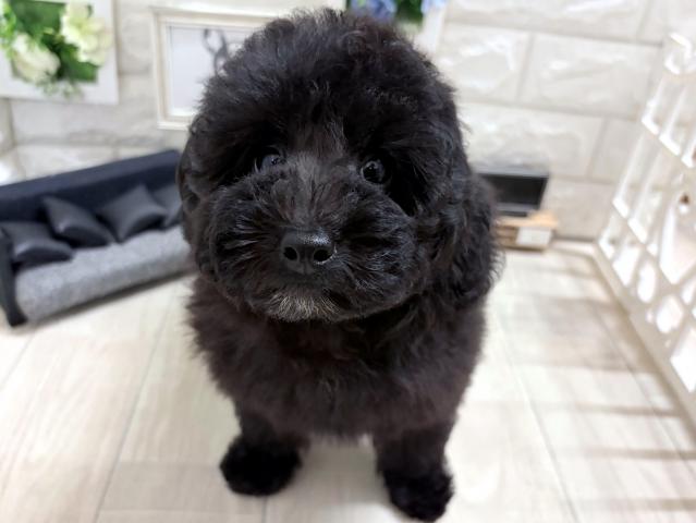 トイプードルの写真3
