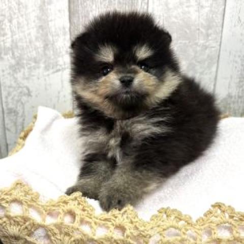ポメラニアン