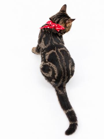 アメリカンショートヘアーの写真6