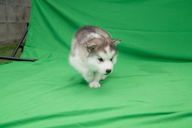 シベリアンハスキーの写真2