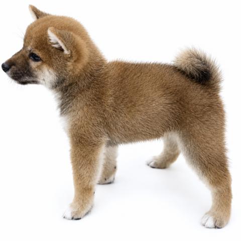 柴犬の写真3