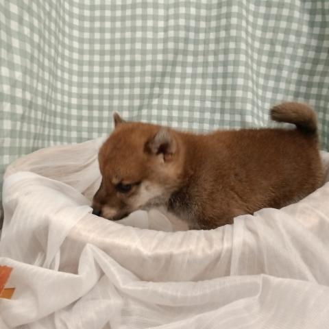 柴犬豆柴の写真2