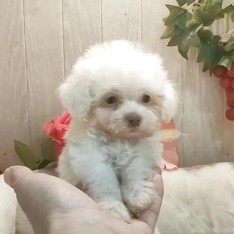 ティーカッププードル