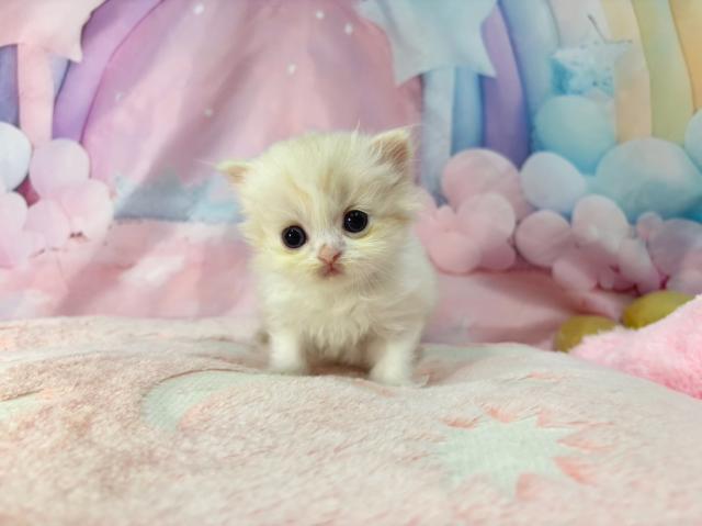 マンチカンの写真2