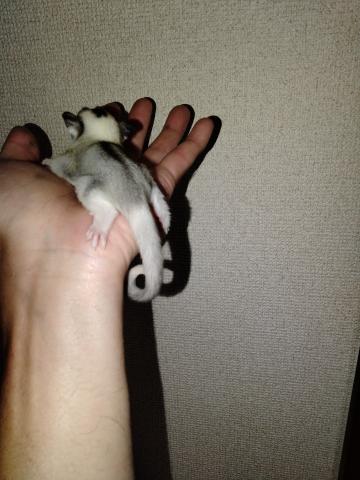 フクロモモンガ の写真4
