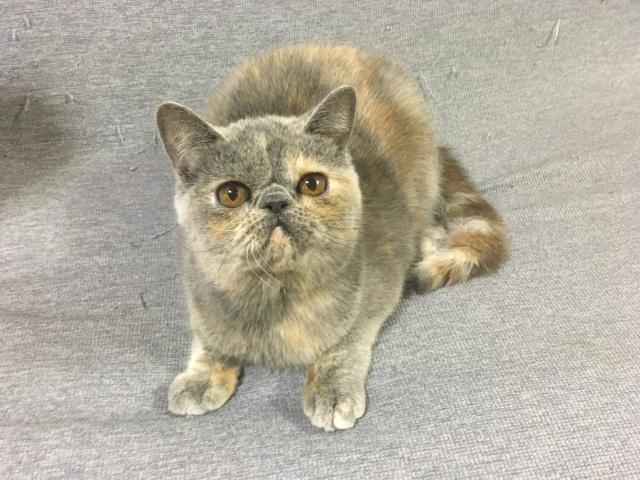 エキゾチックショートヘアーの写真2
