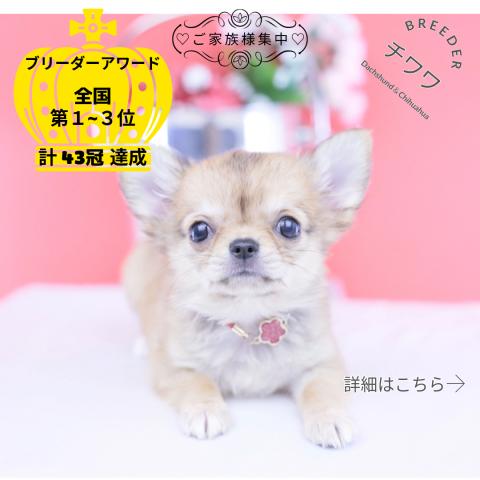 チワワ ロング
