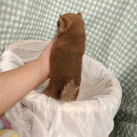 柴犬豆柴の写真4