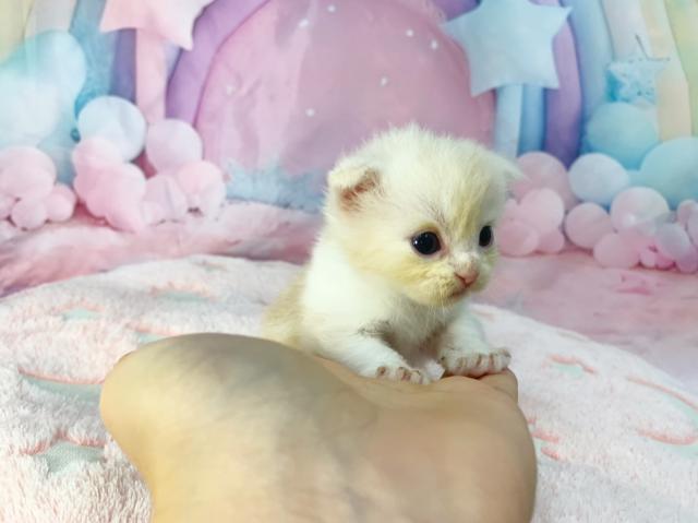 スコティッシュフォールドの写真2