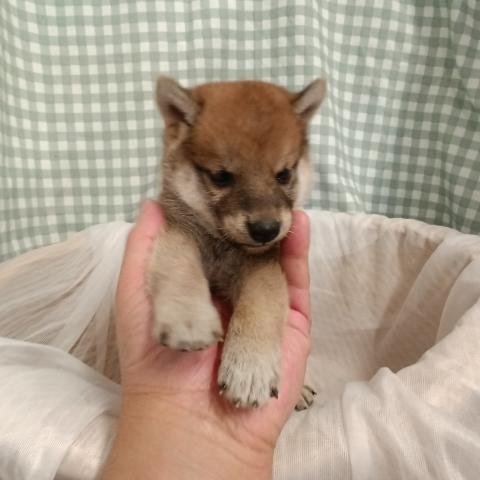 柴犬豆柴の写真6
