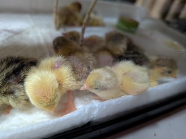 ヒメウズラ　ヒナ　（白系）の写真2