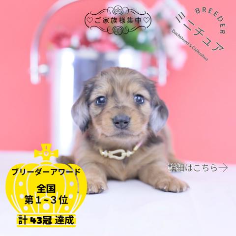 カニヘンダックスフンド ロング