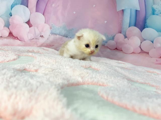 スコティッシュフォールドの写真6