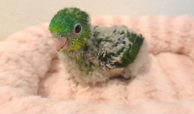 サザナミインコ