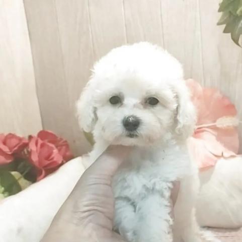 ティーカッププードルの写真3