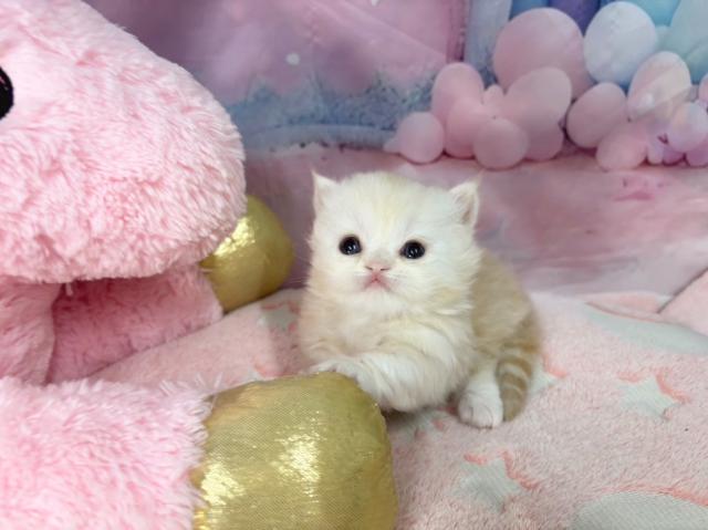 マンチカンの写真3