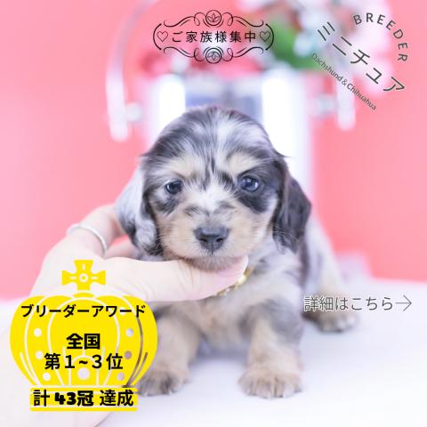 カニヘンダックスフンド　ロング