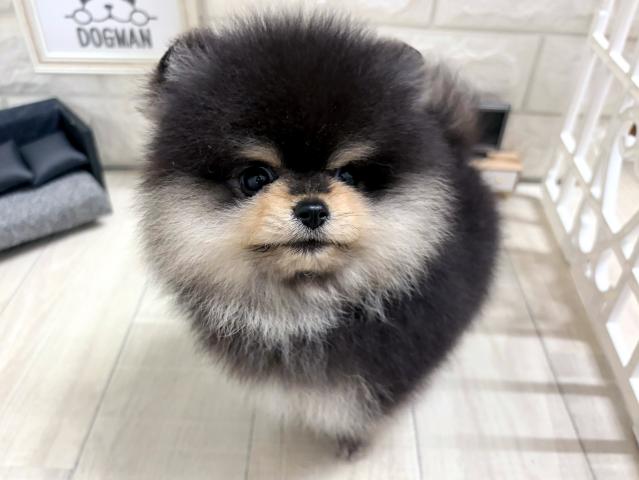 ポメラニアンの写真3