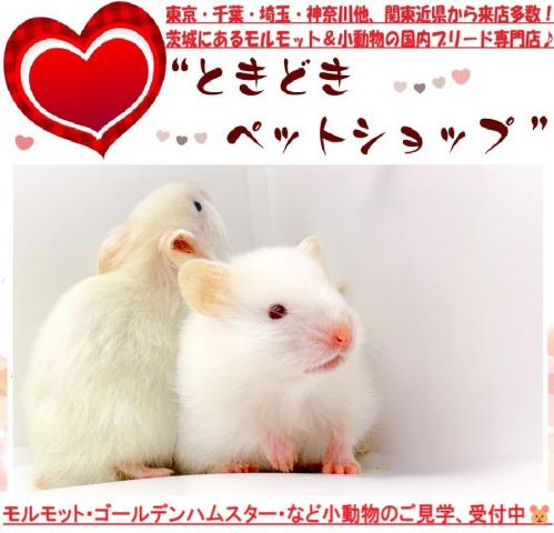 ハムスター ゴールデンハムスター(キンクマ・ホワイト)の写真3