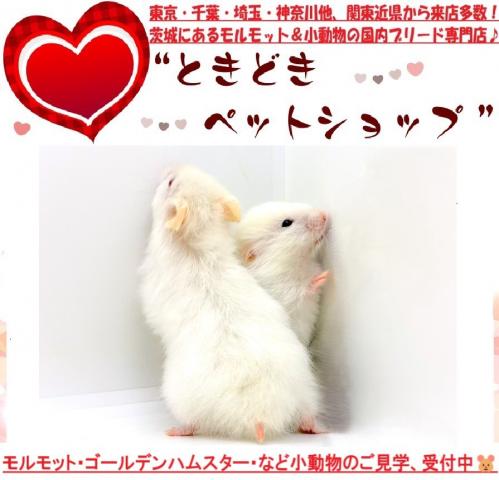 ハムスター ゴールデンハムスター(キンクマ・ホワイト)の写真2