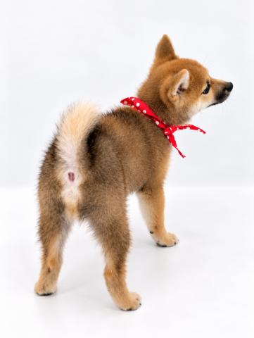 柴犬の写真5