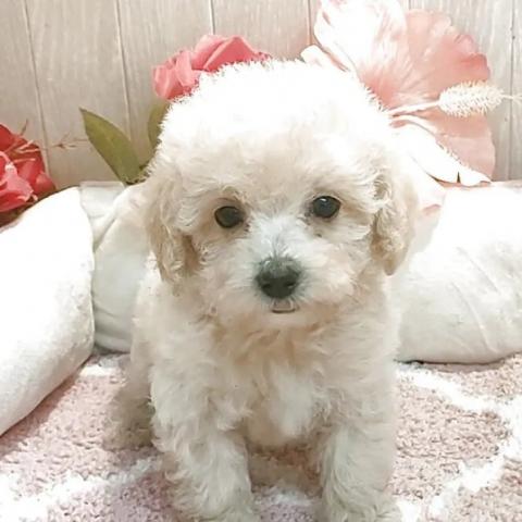 ティーカッププードルの写真4