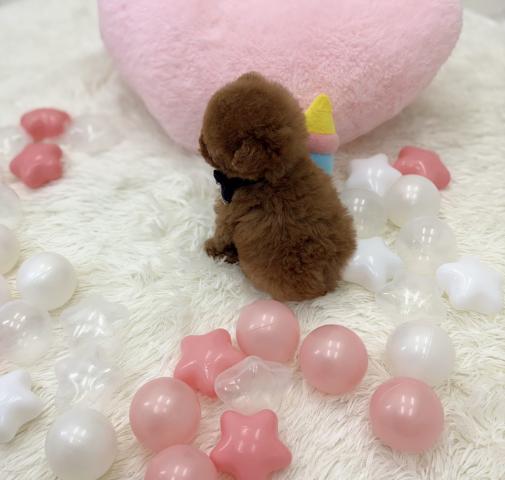 トイプードル🫧ティーカッププードル🫧の写真3