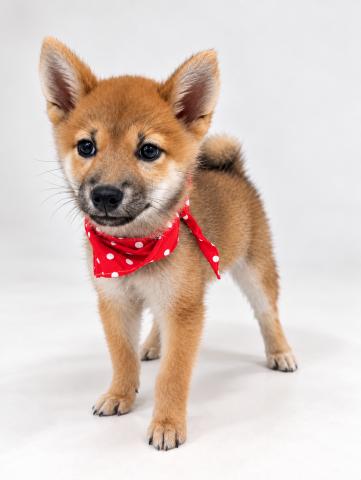 柴犬の写真2