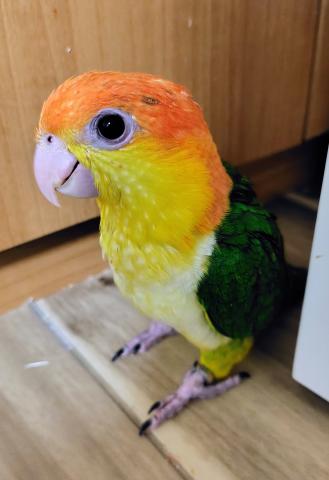 シロハラインコ