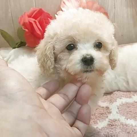 ティーカッププードルの写真2