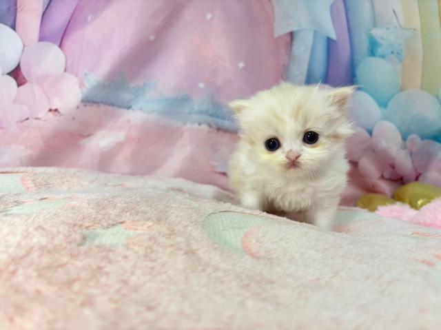 マンチカンの写真3