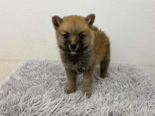 MIX(父ポメラニアン×母柴犬)の写真2