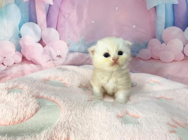 スコティッシュフォールドの写真2