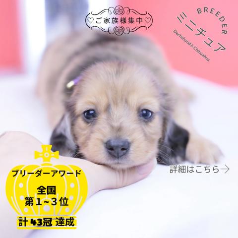 カニヘンダックスフンド ロング