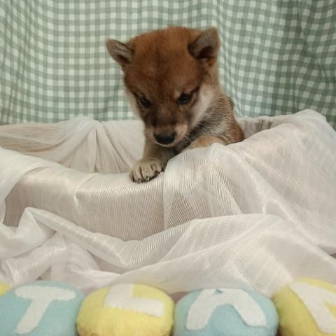 柴犬豆柴の写真3