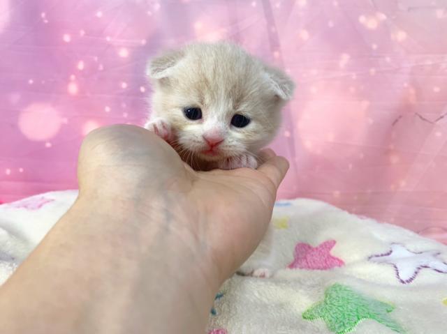 スコティッシュフォールドの写真2