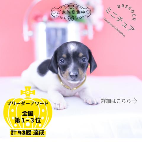 ミニチュアダックスフンド　スムース