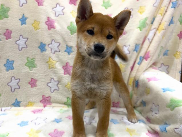 柴犬の写真2