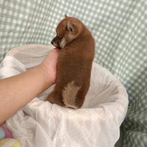 柴犬豆柴の写真5