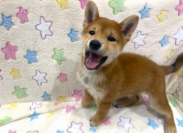 柴犬の写真5