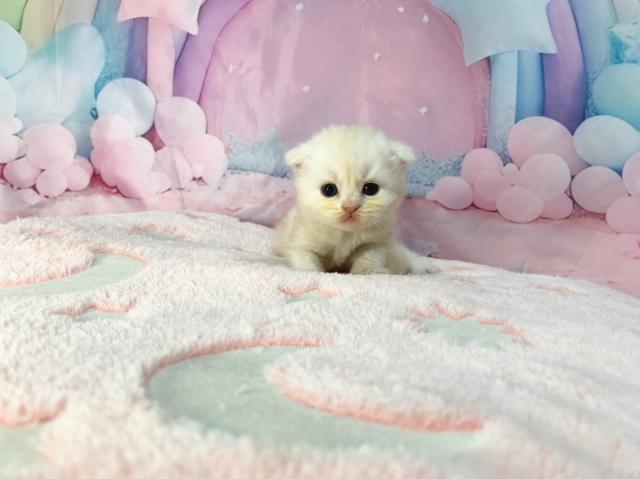 スコティッシュフォールドの写真3